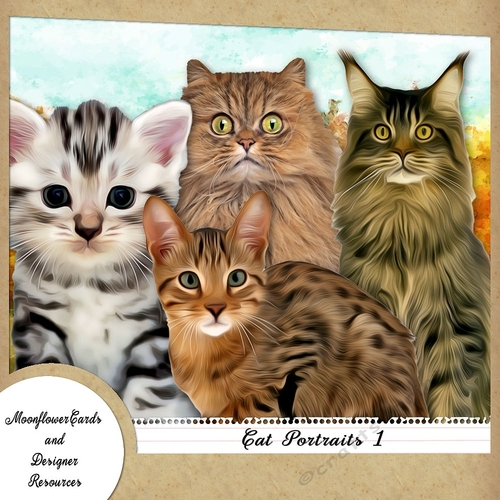Cat Portraits 1