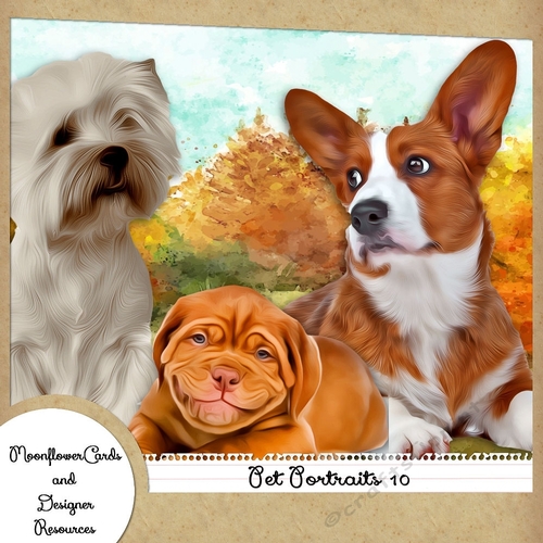 Pet Portraits 10