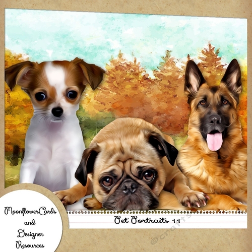Pet Portraits 11