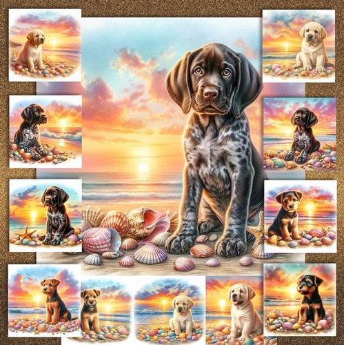 Sunrise Beach Pups 3
