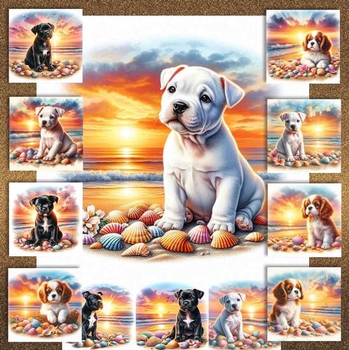 Sunrise Beach Pups 9