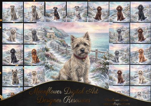 Coastal winter walk 1