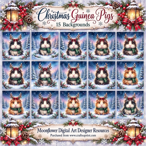 Christmas guinea pigs 