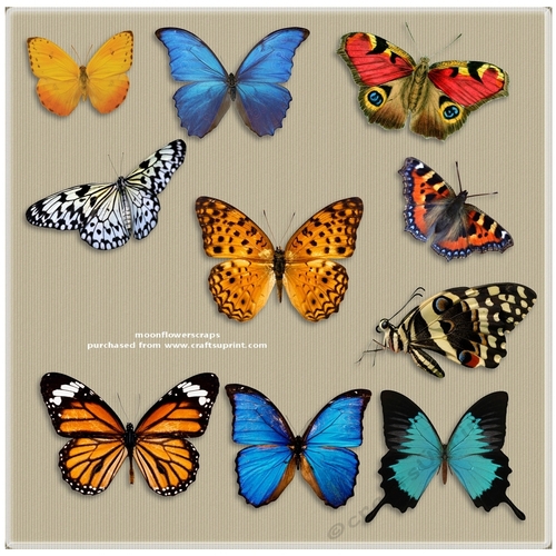 Mixed Butterflies