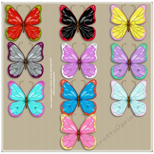 Butterflys 