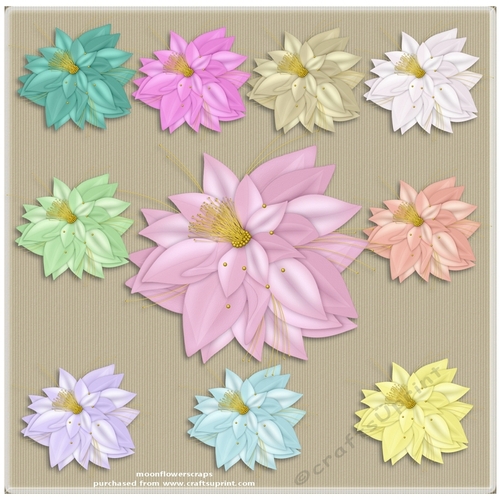 Pretty flowers