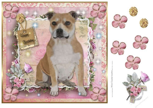 Happy Birthday  Brown white  Staffordshire Bull Terrier