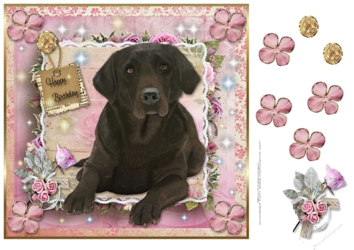 Happy Birthday  Chocolate Labrador