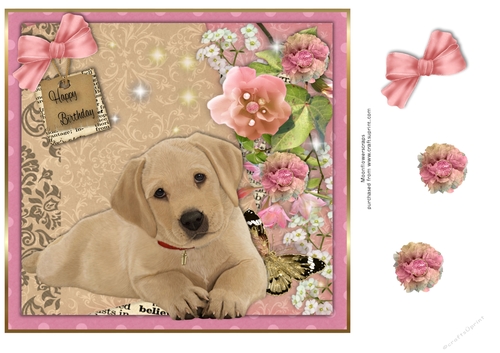 Golden labrador  Birthday pup 