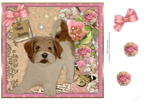 Cross breed  Birthday pup 