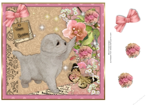 Bichon Frise  Birthday pup 