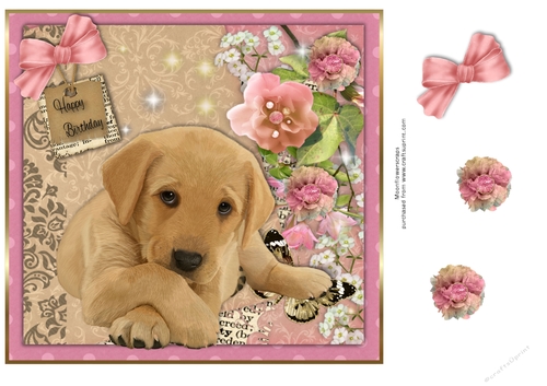 Golden Labrador laying down  Birthday pup 