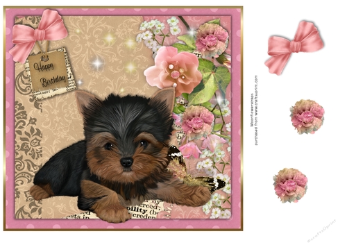 Yorkshire Terrier   Birthday pup 