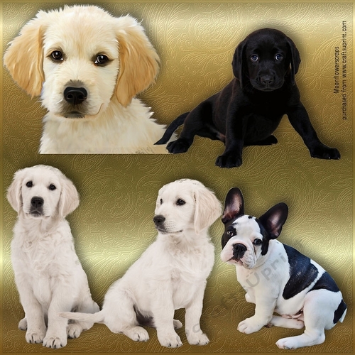 Cute puppy 1