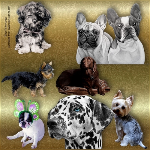 Dog mix