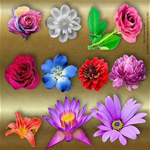 Beautiful Flowers