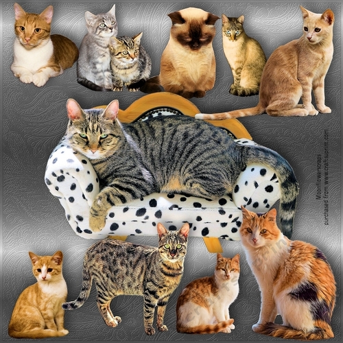 Cat mix 1