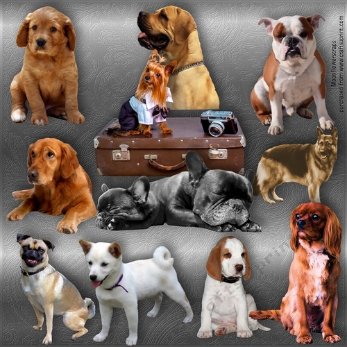 Dog Mix
