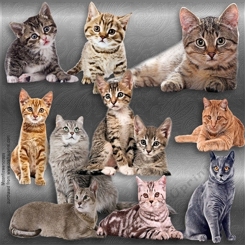 Beautiful cats 