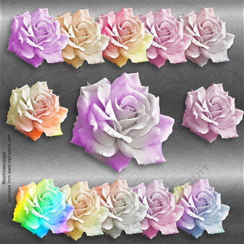 Enchanted Roses