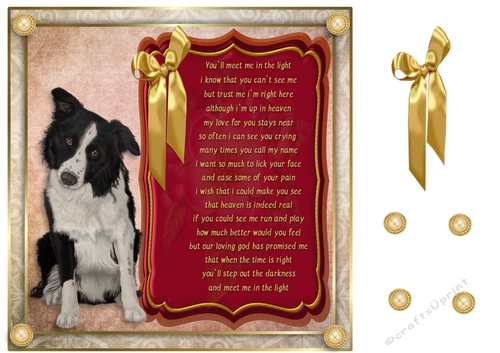 8x8 Pet loss Border collie 