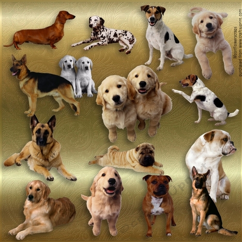 Dog mix 