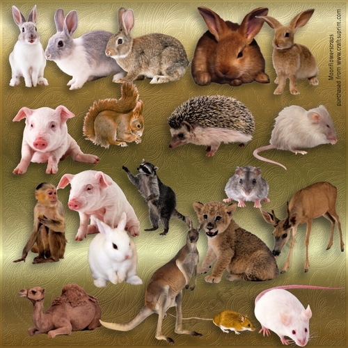 Designer Resource Animal Mix