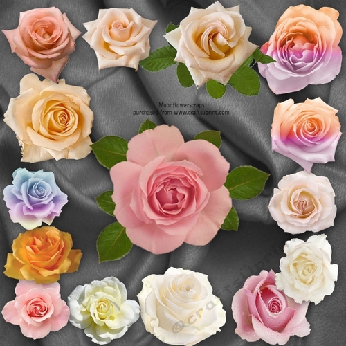Rose Bundle