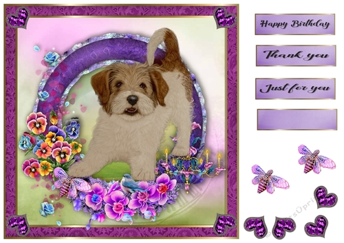 8x8 Pansie Garden Pup Cross breed