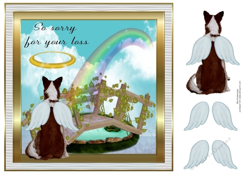 Pet loss Border collie Brown 