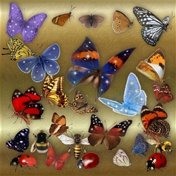 Butterflies Bee`s Ladybirds