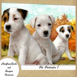 Dog Portraits 7