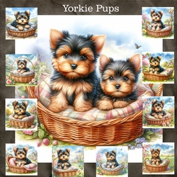 Yorkie Pups