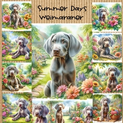 Summer Days Weimaraner