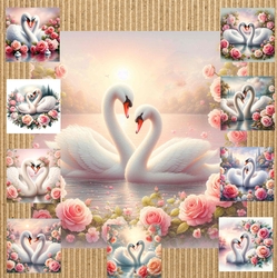 Beautiful Swans