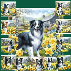Daffodil Garden Border collie