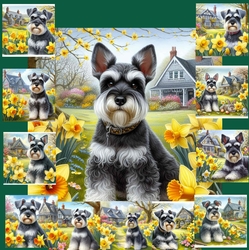 Daffodil Garden Schnauzer