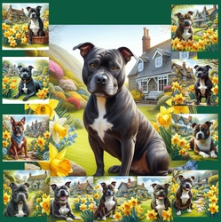 Daffodil Garden Staffie