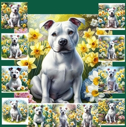 Daffodil Garden White Staffie