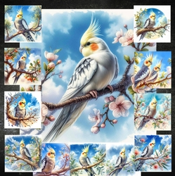 Cockatiels