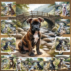 Daisy Creek Pups 6