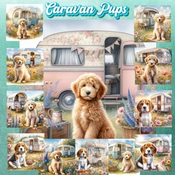 Caravan Pups 5