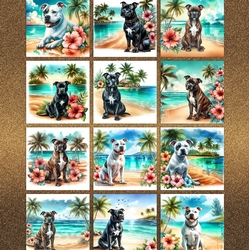 Hibiscus Beach Dogs 7