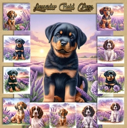 Lavender Fields Pups 2