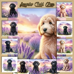 Lavender Fields Pups 4