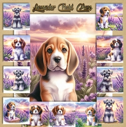 Lavender Fields Pups 6
