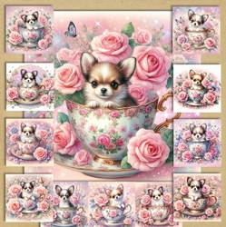 Rose teacup chihuahua