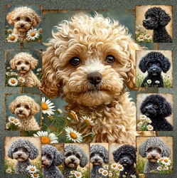 Daisy Poodle