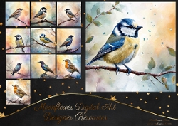 Garden Birds