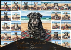 Senior beach dogs 4